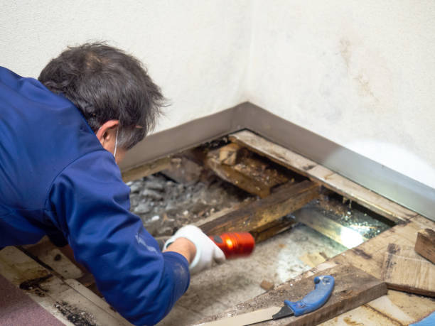 Best Emergency Mold Removal  in Monument Beach, MA