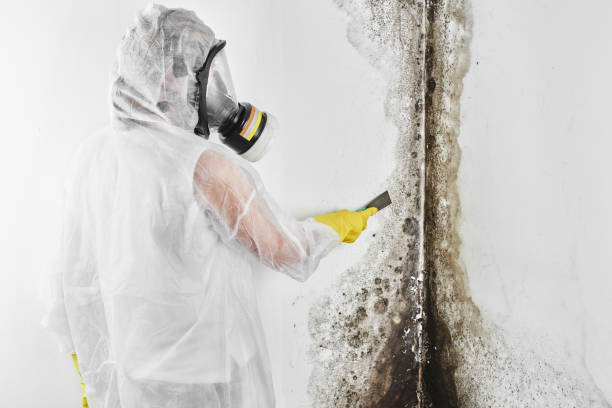 Best Mold Damage Repair  in Monument Beach, MA