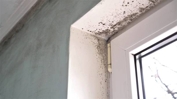 Mold Removal and Inspection in Monument Beach, MA