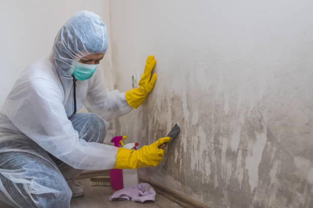 Crawl Space Mold Removal in Monument Beach, MA