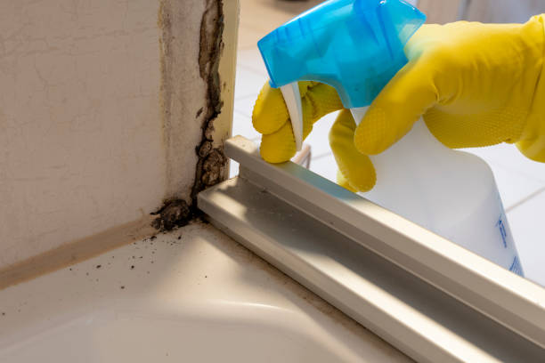 Best Toxic Mold Removal  in Monument Beach, MA