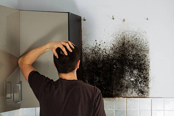 Best Home Mold Removal  in Monument Beach, MA
