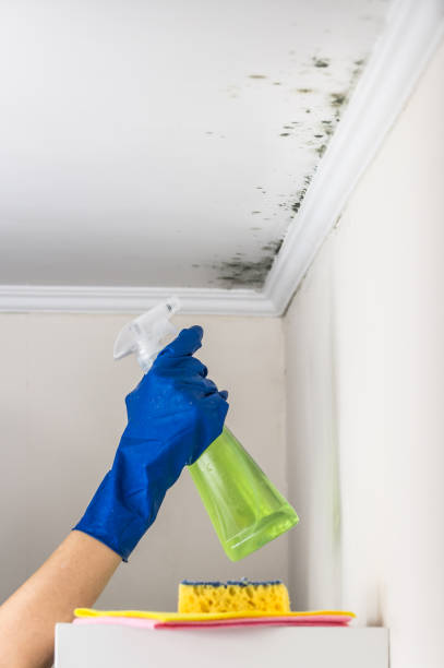 Best Local Mold Removal Service  in Monument Beach, MA