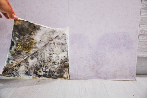 Best Residential Mold Removal  in Monument Beach, MA